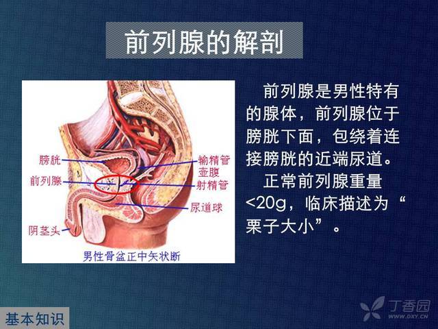 前列腺解剖示意图-前列腺解剖示意图 分区