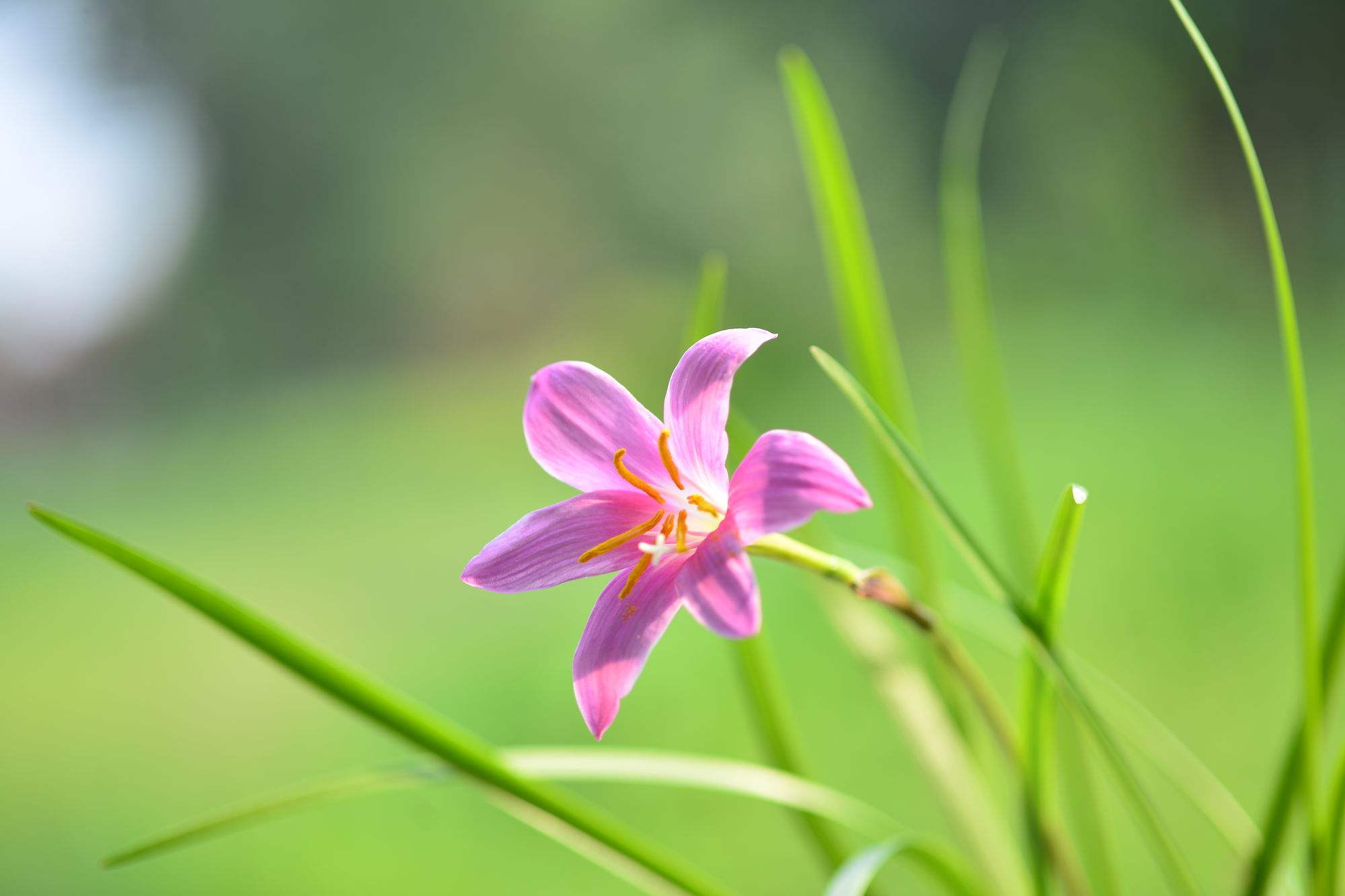 韭莲花的图片-韭莲花的图片白色