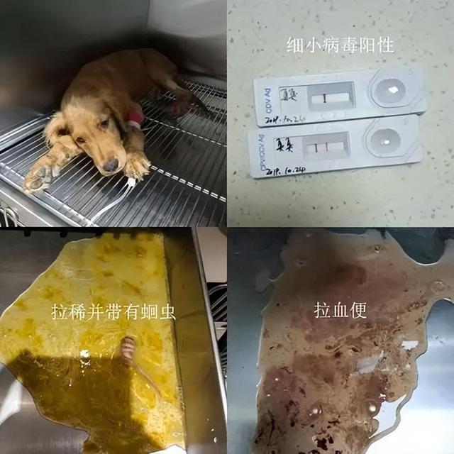 宠物狗有病毒-宠物狗有病毒会传染人的湿疹吗图片