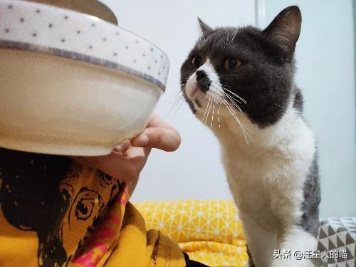 猫咪可以吃酸奶吗-猫咪可以吃酸奶吗泰迪