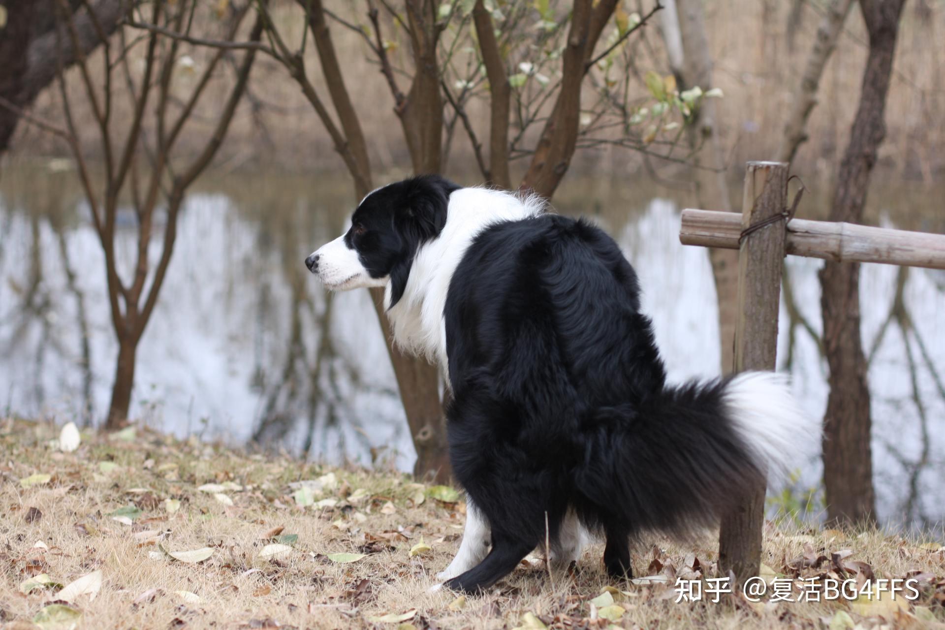 怎样训练边境牧羊犬-怎么训练边境牧羊犬不咬人