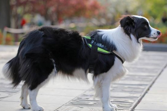 怎样训练边境牧羊犬-怎么训练边境牧羊犬不咬人