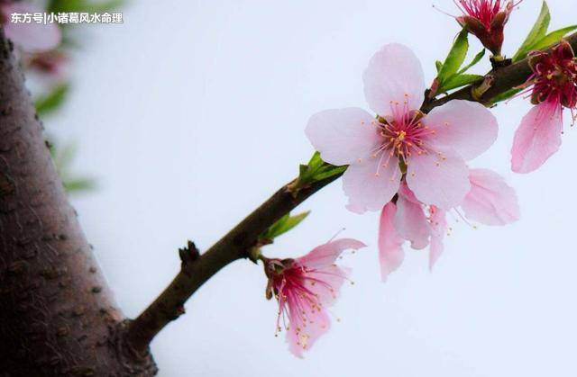 桃花是指什么生肖-十二生肖桃花位对照表