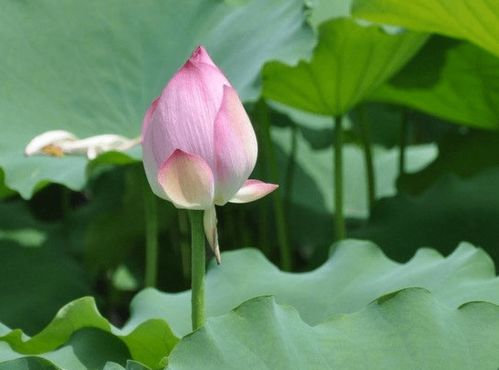 桃花是指什么生肖-十二生肖桃花位对照表