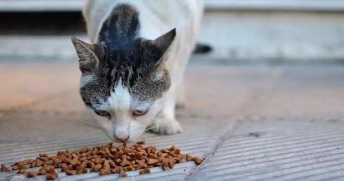 猫咪可以吃馒头吗-猫咪吃馒头吗会死吗