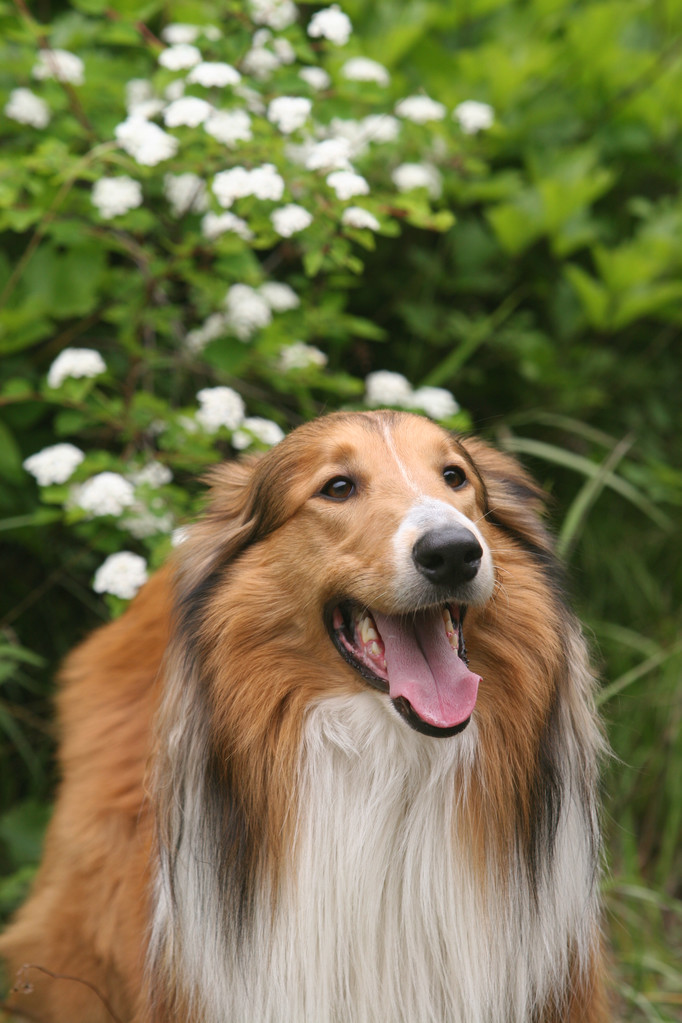 苏格兰牧羊犬-苏格兰牧羊犬好养吗?