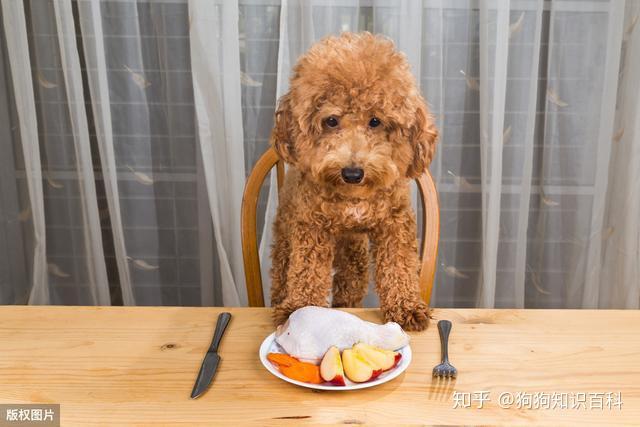 贵宾犬吃什么-贵宾犬吃什么水果