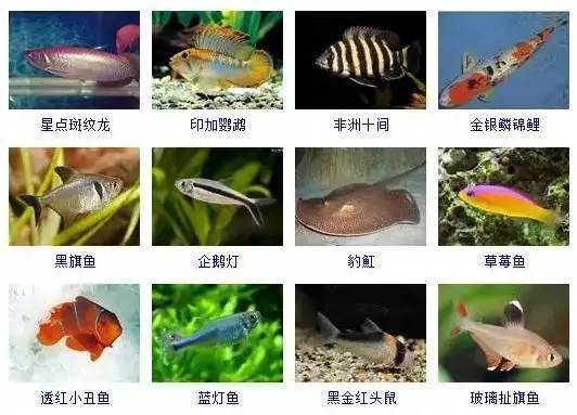 常见宠物鱼-常见宠物鱼的种类图片和名字