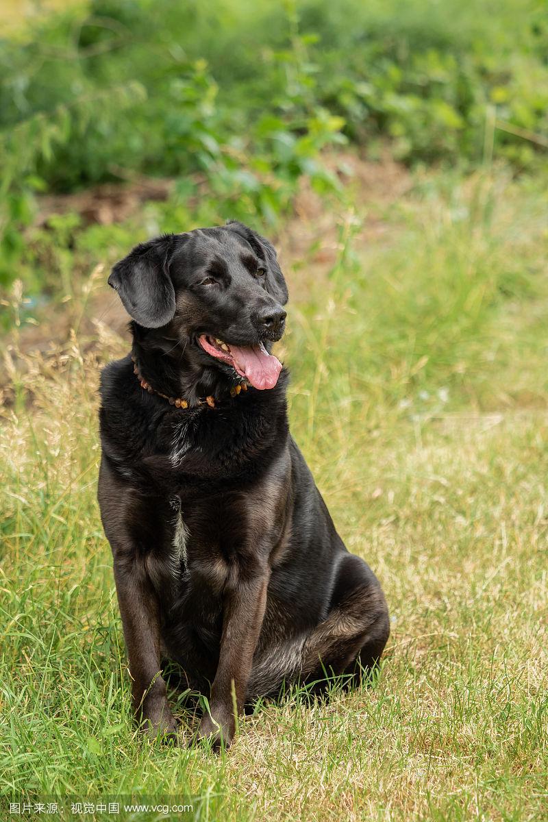 拉布拉多寻回犬-拉布拉多寻回犬多少钱一只