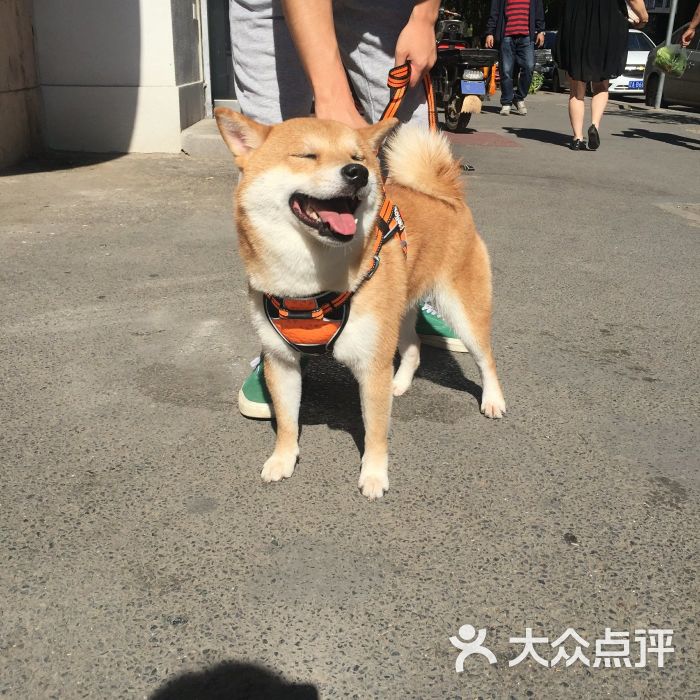 北京宠物日本-北京宠物犬基地