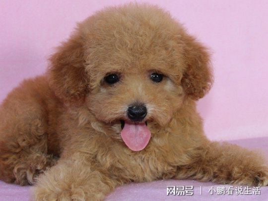 如何挑选宠物犬-如何挑选宠物犬品种