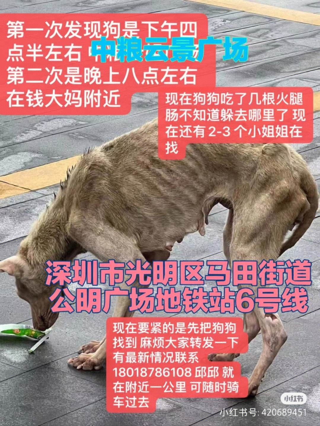 深圳西乡宠物救助站-深圳宠物救助领养中心地址