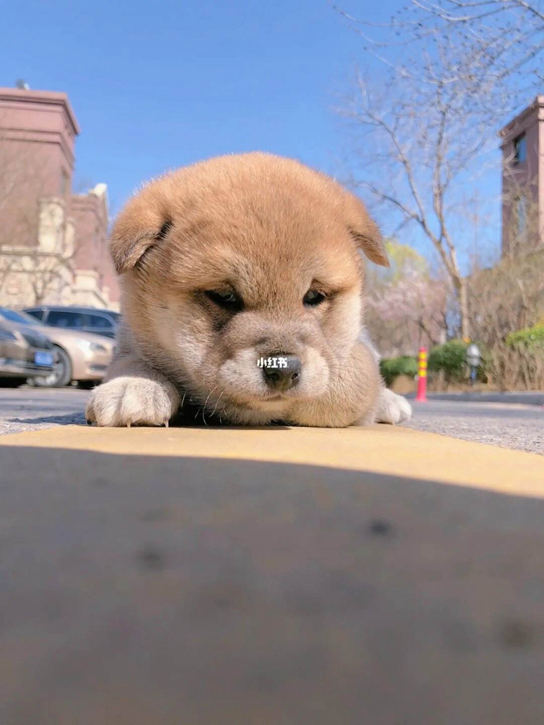 柴犬宠物犬-柴犬宠物级品相怎么样