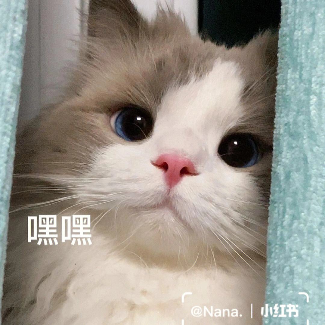 宠物猫表情-猫表情包可爱卖萌