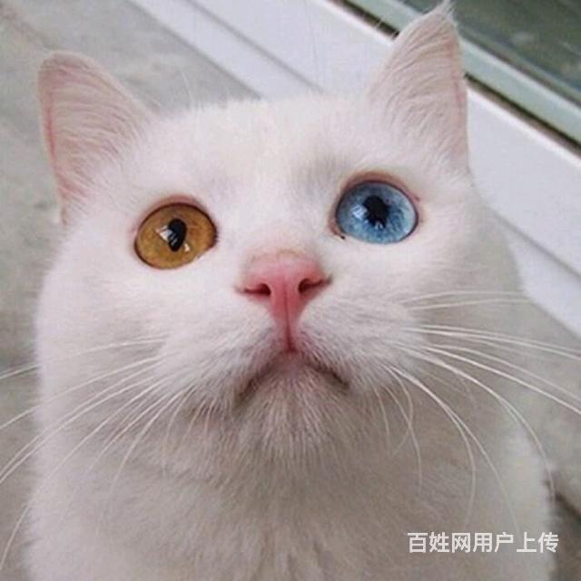 徐州宠物猫价格-徐州宠物店有卖猫的么