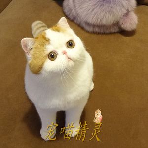 便宜宠物猫-便宜宠物猫幼崽多少钱一只啊