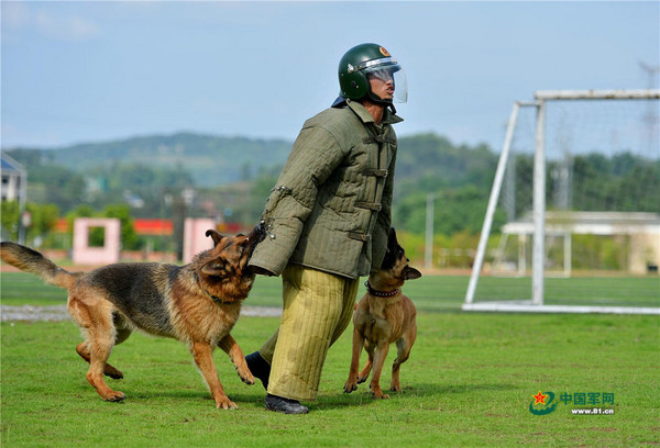 宠物警犬训练-宠物警犬训练视频教程