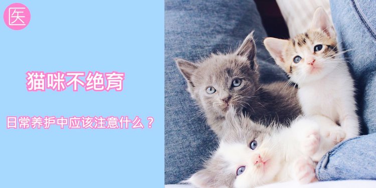 猫咪什么时候发情-怎么知道猫发完情了