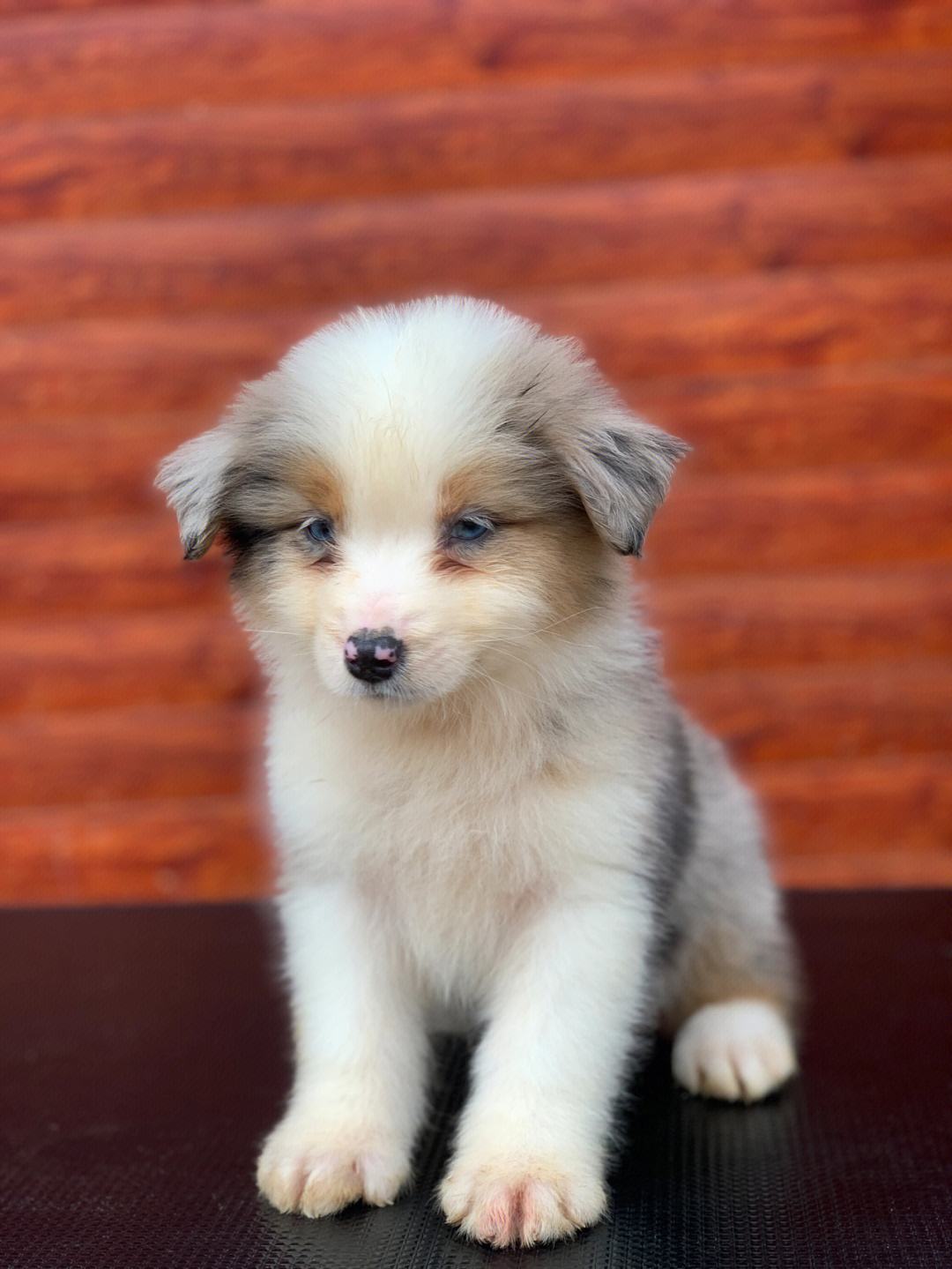 澳牧宠物狗-澳牧幼犬价格