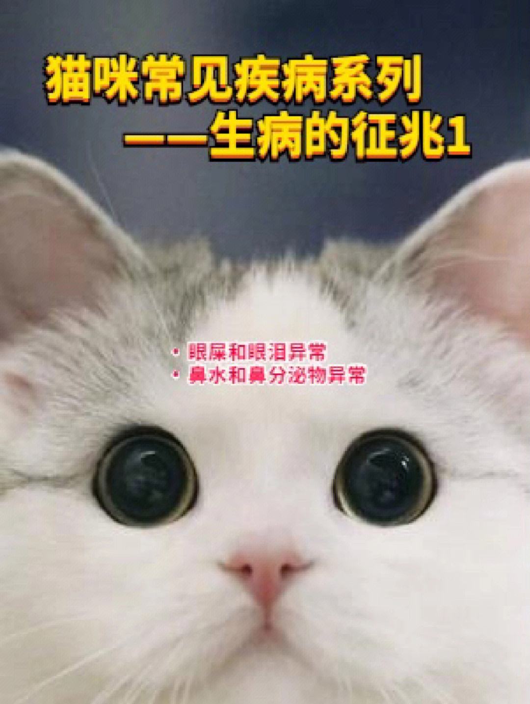 猫咪生病的症状-猫咪生病的症状胡须