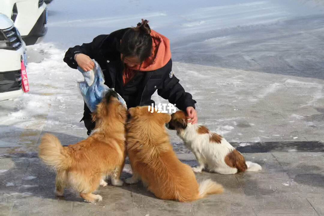 乌鲁木齐宠物比赛-乌鲁木齐宠物训练基地