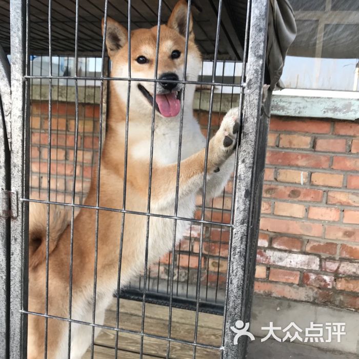 宠物店犬舍图片-宠物店狗舍效果图