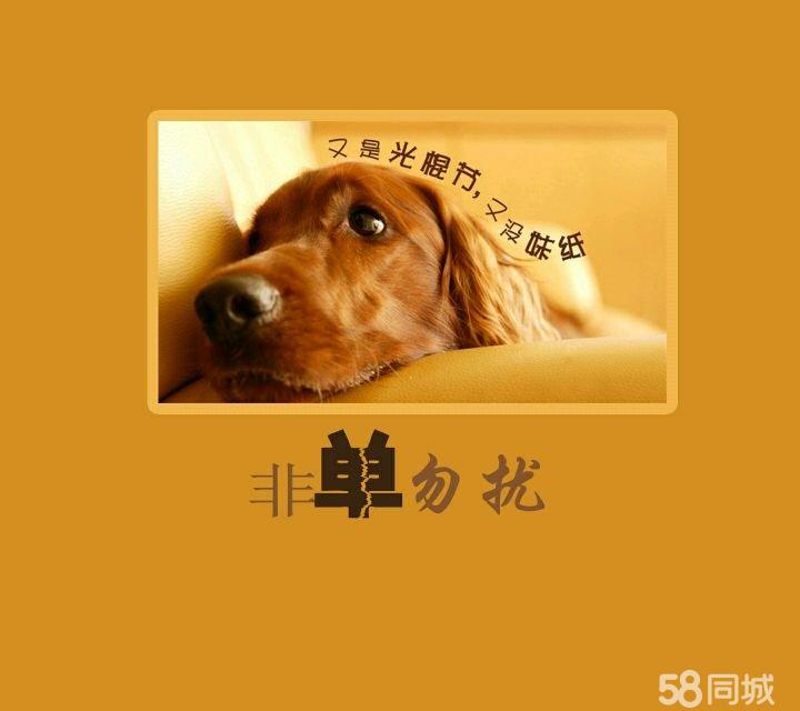 北京回收宠物狗-北京长期上门收购各种宠物犬