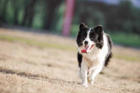 边牧怎样训练-边牧犬训练方法