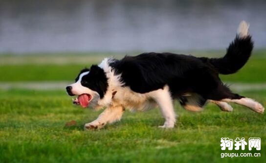 边牧怎样训练-边牧犬训练方法