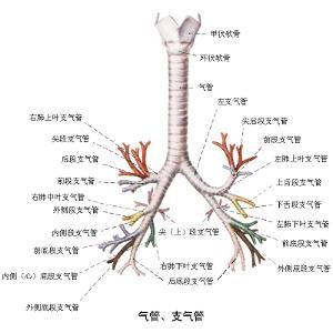 宠物气管痉挛-狗狗气管痉挛视频