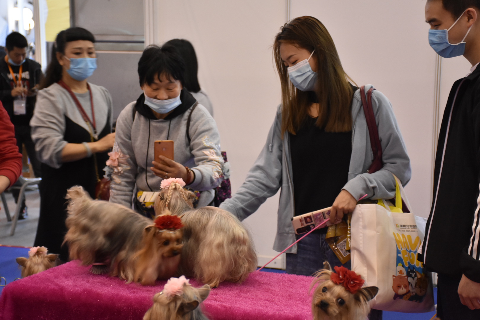 自带宠物参加宠物展-自带宠物参加宠物展会可以吗