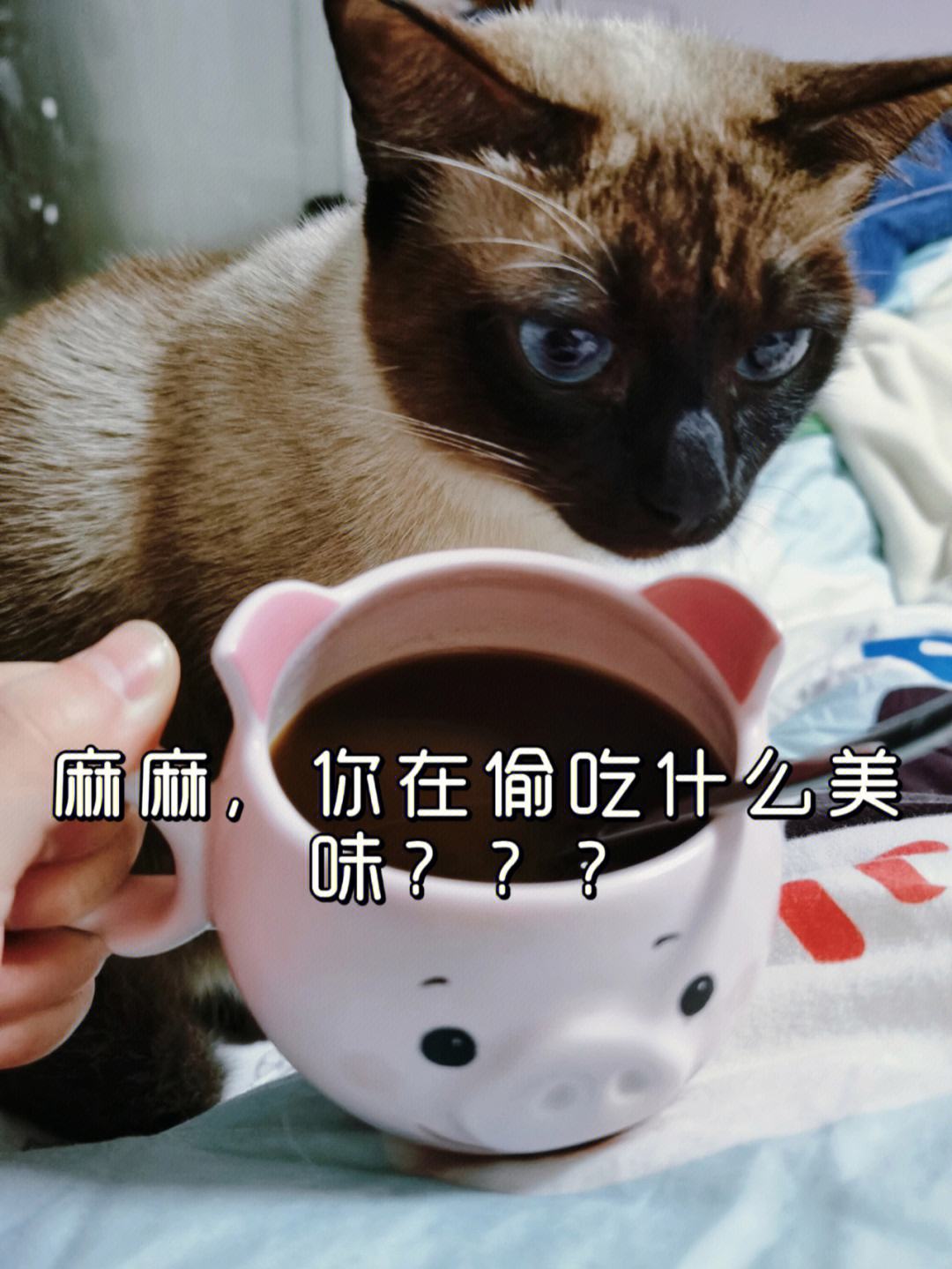 猫咪可以吃蜂蜜吗-猫咪可以吃蜂蜜吗?