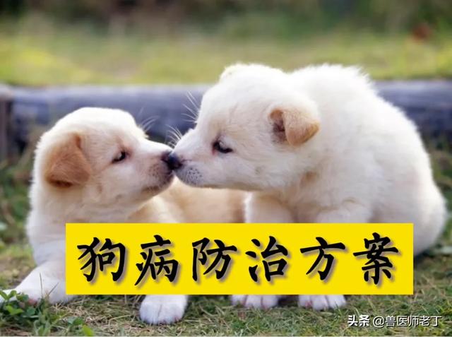 犬瘟热症状-犬瘟热症状图片