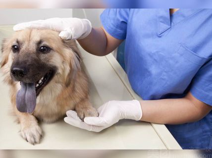 西安爱犬宠物门诊-西安爱宠堂宠物医院