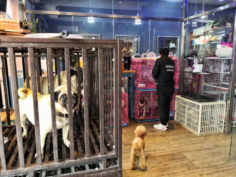 西安爱犬宠物门诊-西安爱宠堂宠物医院