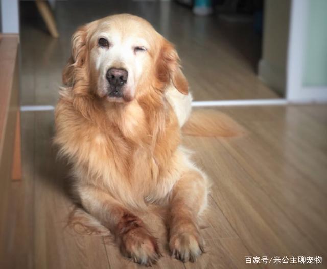 宠物金毛犬训练-金毛犬训练方视频教程