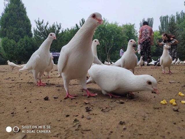 鸽子吃小米吗-鸽子吃小米有什么好处