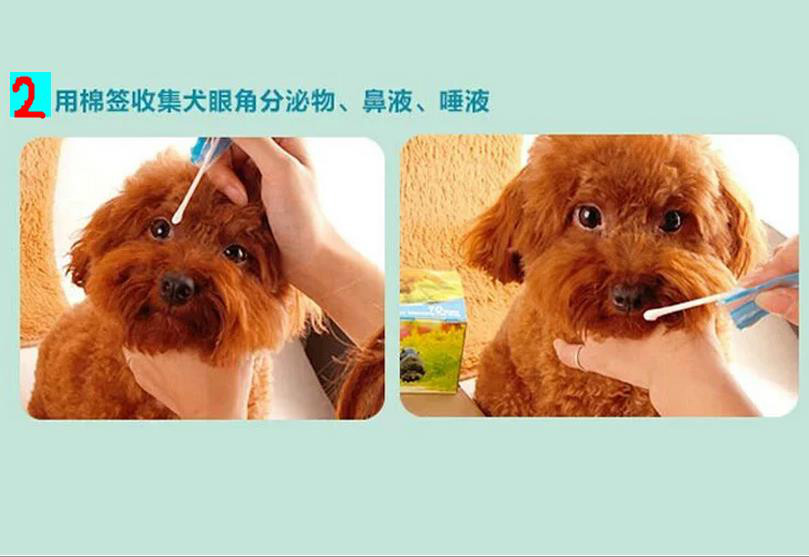 犬瘟热治疗费用-犬瘟热治疗要花多少钱