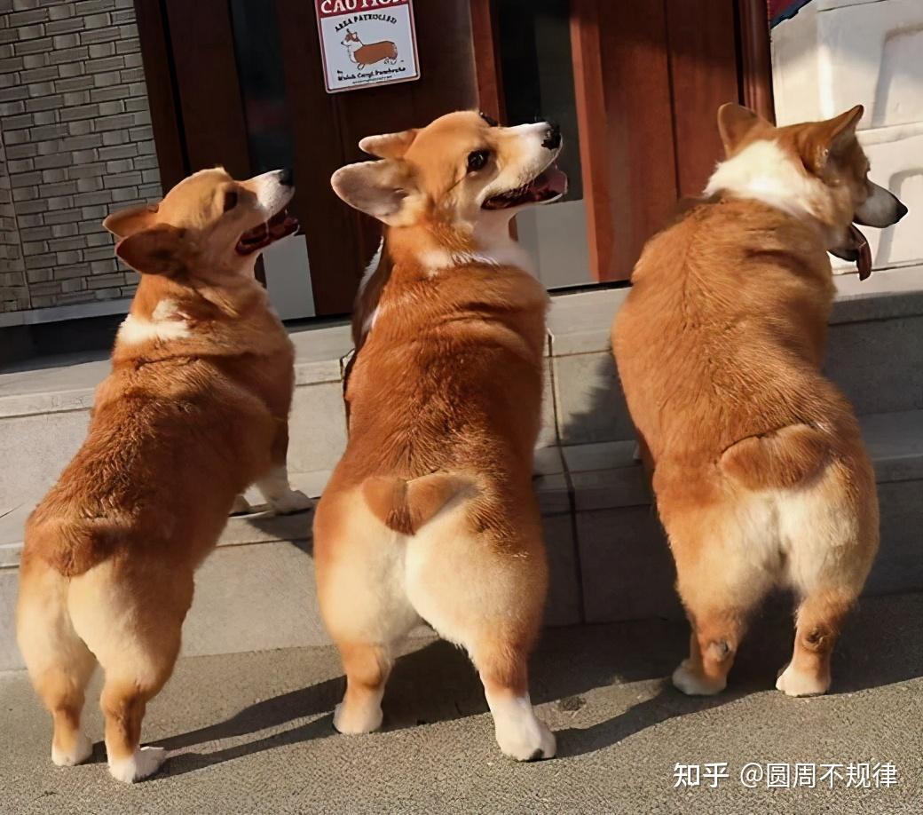 柯基犬的图片-短腿柯基犬的图片