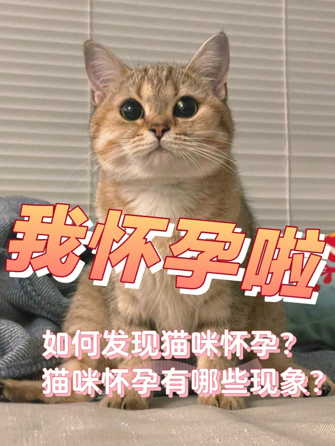 宠物猫孕妇-宠物猫孕妇可以养吗