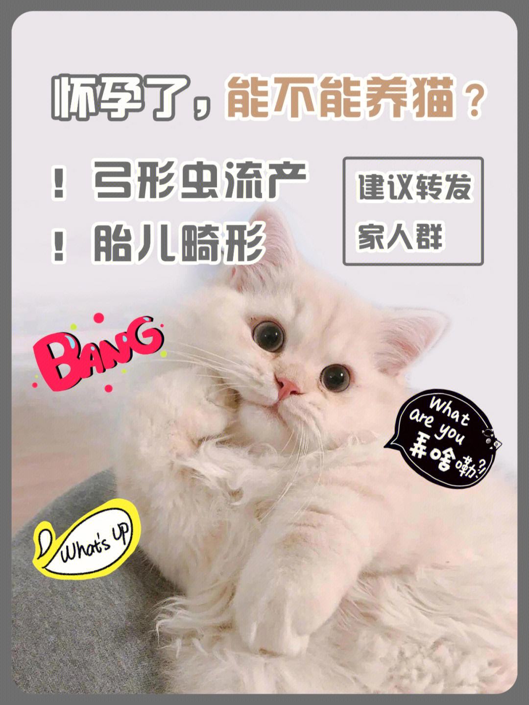 宠物猫孕妇-宠物猫孕妇可以养吗