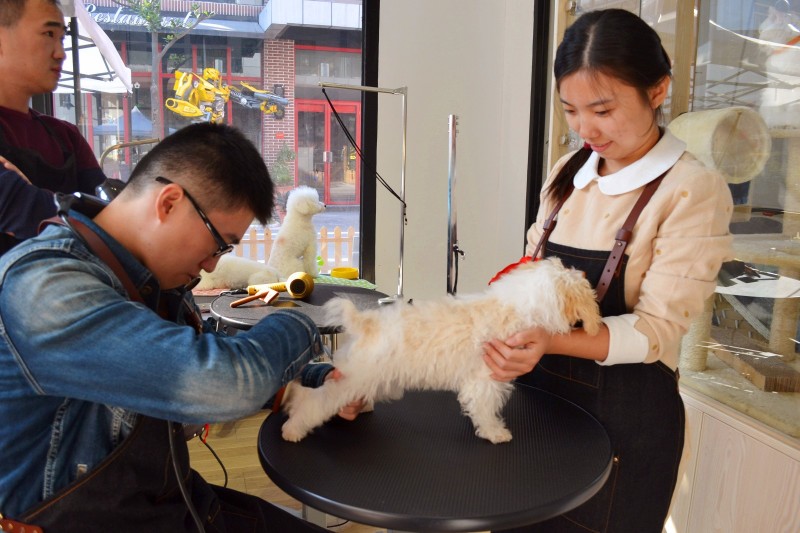 宠物店医师-宠物店医师资格证