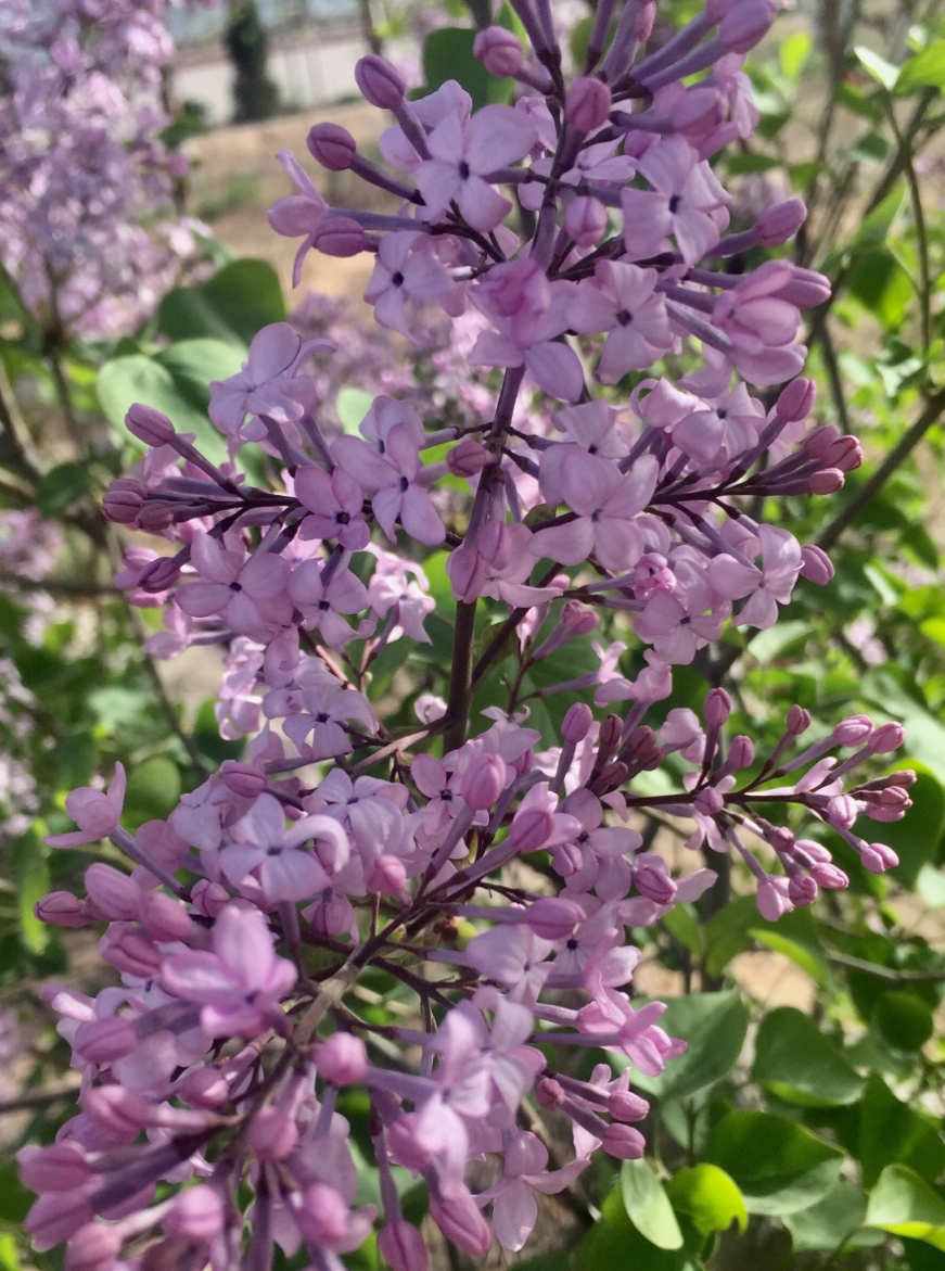 丁香花是什么颜色-丁香花是什么颜色的衣裳