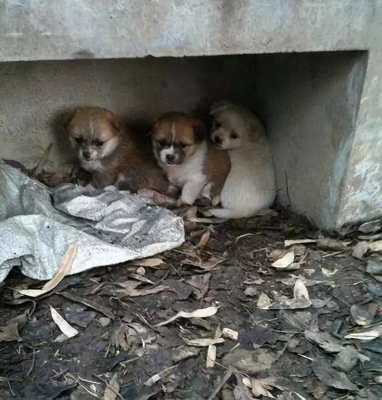 流浪宠物的现状-流浪宠物现状分析