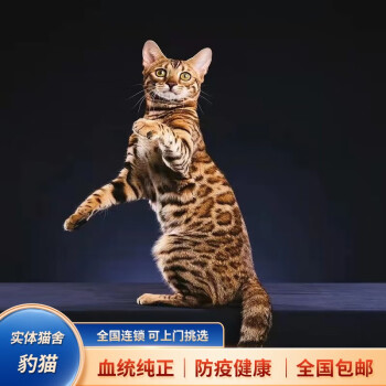 豹猫咪宠物-豹猫怎么样?贵不贵