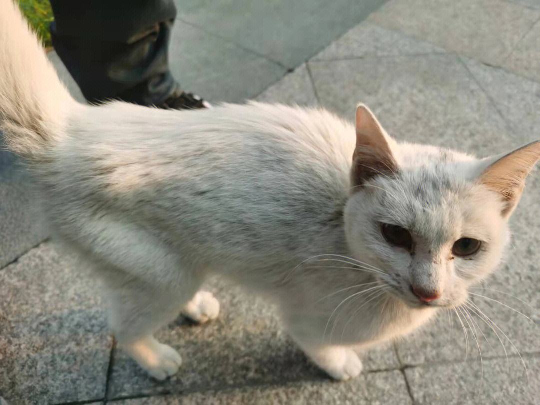 救助流浪猫-救助流浪猫有福报吗