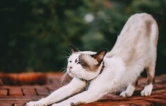 宠物猫会抓老鼠吗-宠物猫会逮老鼠吗?