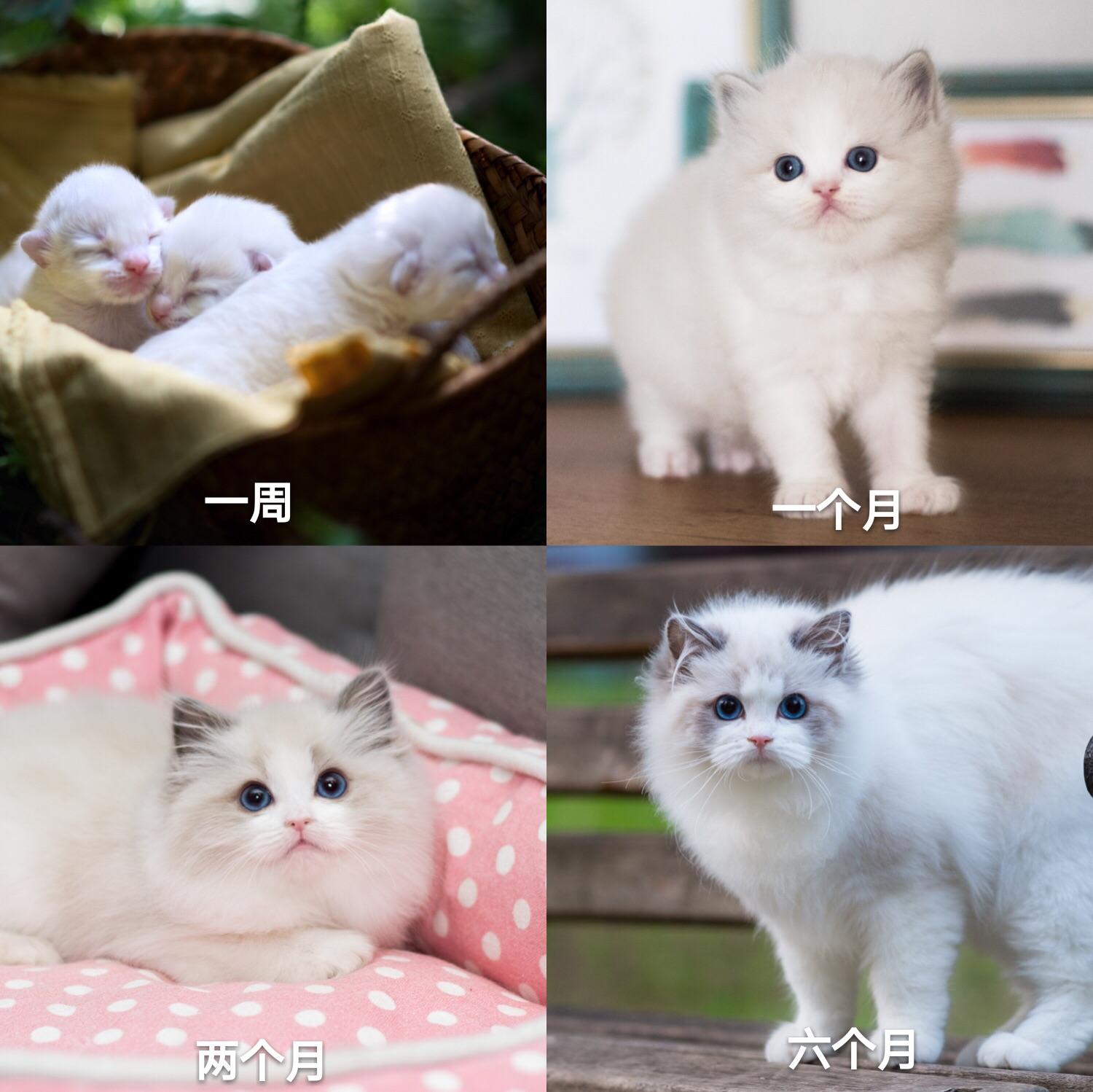 宠物猫淘宝店-正规的猫咪淘宝店