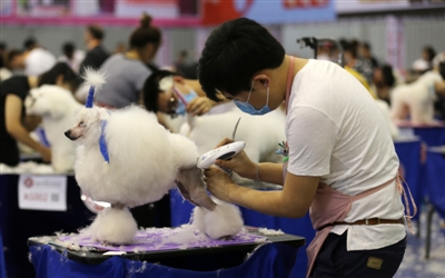 成都宠物节能带宠物吗-成都可以带宠物进的商场