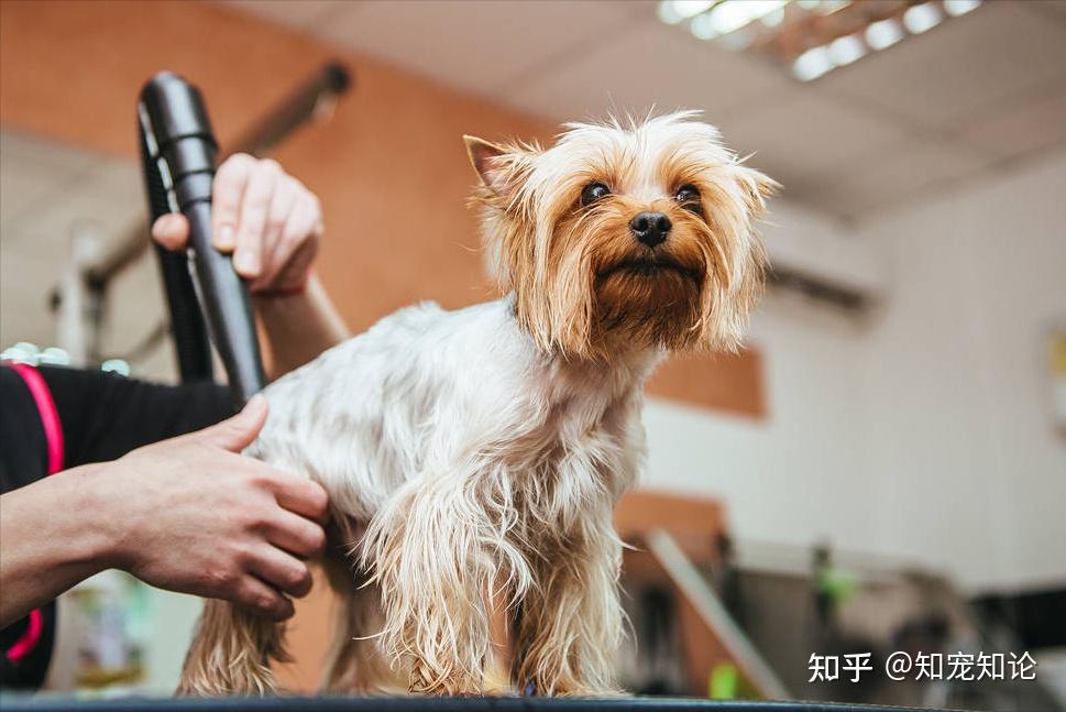 宠物主人店长-宠物主人店长怎么称呼